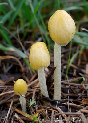 Bolbitie jaune d`oeuf, Bolbitius titubans, Champignons jaunes, Jardin, Le Verger, Bouresse, 86, Poitou, Biodiversité en région Nouvelle-Aquitaine (35)