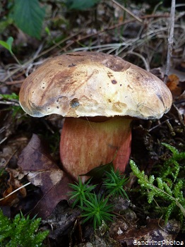 Bolet à pied rouge, boletus erythropus, Bolet des sorcières, champignons, Octobre 2013 (19)