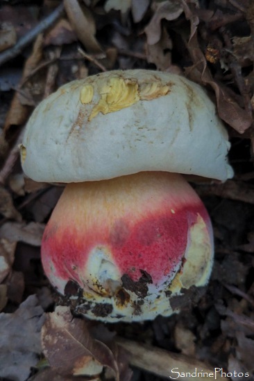 Bolet de Satan, Boletus satanas, Champignons toxiques chapeau blanc et pied rougissant, Sud-Vienne, 86, Mazerolles, SandrinePhotos Esprit Nature