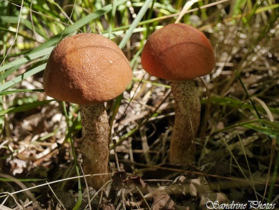 Bolet orangé, Leccinum aurantiacum, Champignons d`automne, Genre Leccinum, Mushrooms, Bouresse, Poitou-Charentes, Nature in France (9)