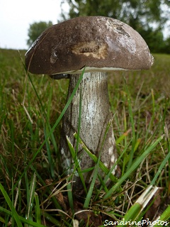 Bolet rude, Boletus, Mushrooms, Champignons à tubes, Bouresse Poitou-Charentes