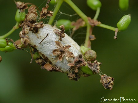 Bombyx à livrée, Lasiocampidae, Cocon blanc sur sureau, La Planchette, Queaux (30)