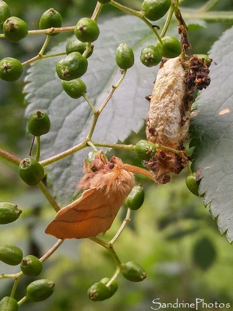 Bombyx à livrée, Malacosoma neustria, Lasiocampidae, Emergence du papillon de nuit, cocon blanc sur Sureau, La Planchette, Queaux (30)