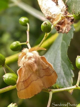 Bombyx à livrée, Malacosoma neustria, Lasiocampidae, Emergence du papillon de nuit, cocon blanc sur Sureau, La Planchette, Queaux