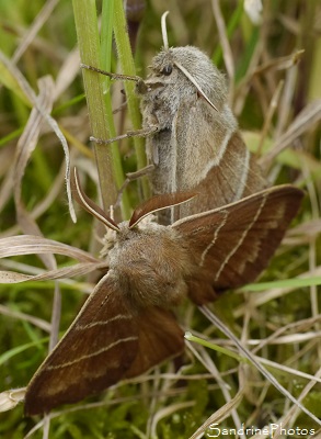 Bombyx de la ronce mâle et femelle, Macrothylacia rubi, La Polyphage, accouplement, papillons de nuit, Le Verger, Bouresse 86 (2)