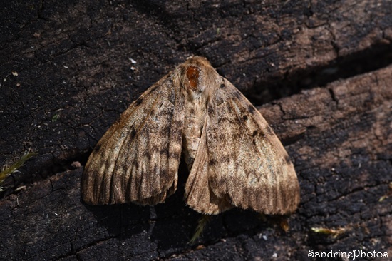 Bombyx disparate mâle et femelle, Papillons de nuit et mues de chenilles dans un nichoir, Le Verger, Bouresse (47).jpg
