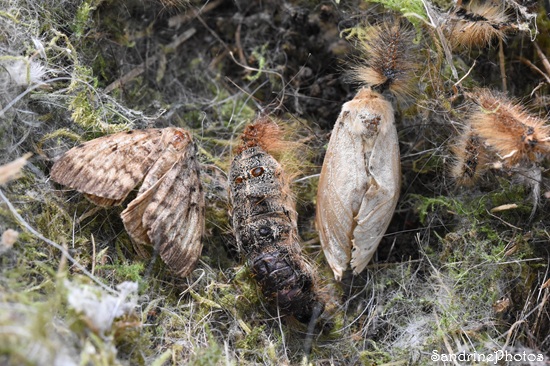 Bombyx disparate mâle et femelle, Papillons de nuit et mues de chenilles dans un nichoir, Le Verger, Bouresse (51).jpg