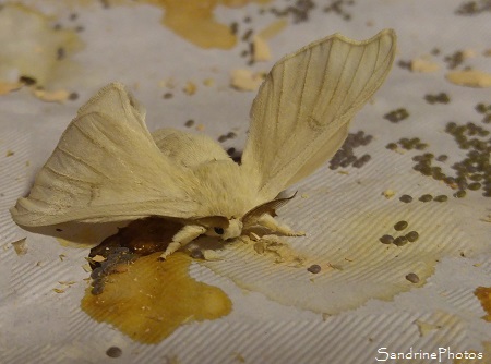 Bombyx du Mrier, Saint Hippolyte du Fort, Musée de la soie 2017 (27)