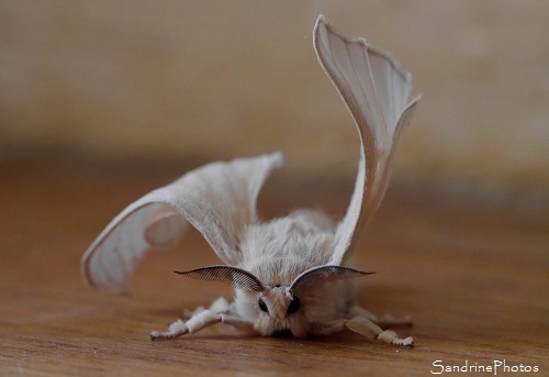 Bombyx du Mrier femelle, Bombyx mori, papillon de nuit, Elevage de vers à soie, Bouresse 86 (7)