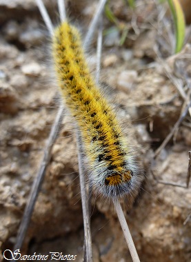 Bombyx du trèfle, Lasiocampa trifolii, Chenille jaune vif, yellow caterpillar, Mothes and butterflies of Poitou-Charentes, SandrinePhotos, Nature in France