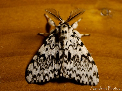 Bombyx moine, Lymantria monacha, Lymantriidae, Papillon de nuit noir et blanc, Joncels, Joncelets, Gîte des libellules 34 (9)