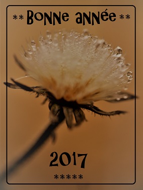 Bonne année 2017, Aigrette blanche et gouttes d`eau, Jardin, le Verger, Bouresse, SandrinePhotos Esprit Nature (10)