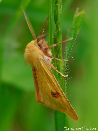 Bordure ensanglantée, Diacrisia sannio, Erebidae, Arctiinae, Papillon de nuit, Le Verger, Bouresse (65)