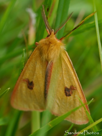 Bordure ensanglantée, Diacrisia sannio, la Rousette, Erebidae, Arctiinae, Goberté, Gouex, Sud-Vienne (19)