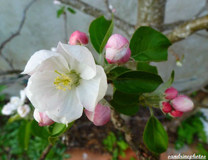 bourgeons et fleur de pommier arbres fruitiers