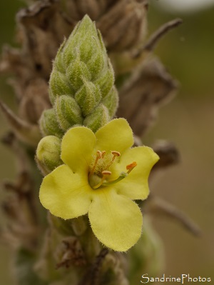 Bouillon blanc, Bonhomme, Fleurs sauvages jaunes, Verbascum thapsus, yellow wild flowers, Le Verger, Bouresse, Biodiversité du Sud-Vienne (18)
