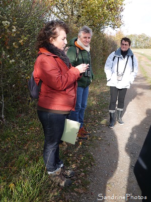 Bouresse, P`tite balade du Pays Montmorillonnais, 20 novembre 2016 SandrinePhotos Esprit Nature, Biodiversité en région Nouvelle-Aquitaine, Fédération (1 (5)