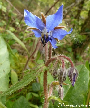 Bourrache officinale, Borago officinalis, Fleur sauvage bleue, blue wild flower, Bouresse, Poitou-Charentes (3)
