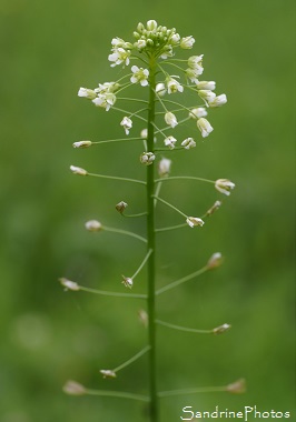 Bourse à pasteur, Capsella bursa, Fleurs sauvages blanches, White wild flowers, Jardin, Le Verger, Bouresse, Région Aquitaine-Limousin-Poitou-Charentes (24)