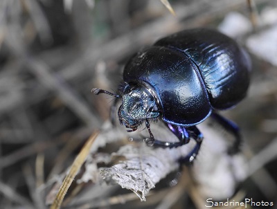 Bousier, Géotrupe stercoraire, Geotrupes stercorosus, Coléoptère, Balade en forêt -Automne 2016- A walk in the wood, Biodiversité en région Nouvelle-Aquitaine, Poitou (18)