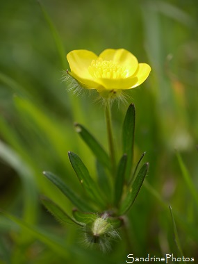 bouton d`or, Renoncule bulbeuse- Ranunculus bulbosus, Fleurs jaunes Le Verger Bouresse Aquitaine Limousin Poitou Charentes(2)