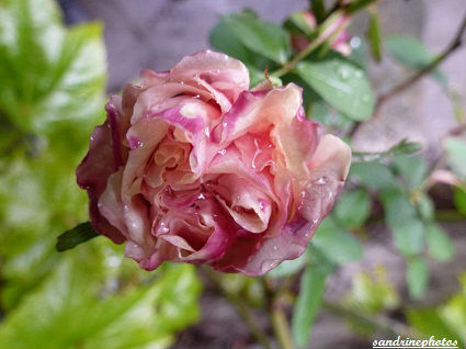 bouton de rose et de pluie Bouresse Poitou-Charentes