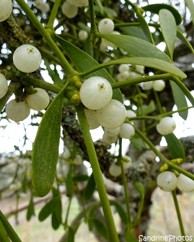 Branche de gui, Mistletoe, parasitic plant on old trees, plante parasite poussant sur de vieux arbres Jardin, Bouresse, Poitou-Charentes (1)