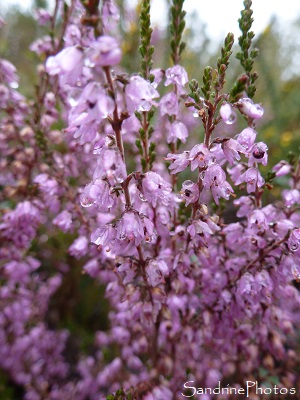 Brande, callune fausse bruyère, Calluna vulgaris Sous-arbrisseau sauvage, Bouresse, 86, Poitou-Charentes 2012 (8)