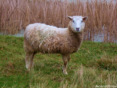 Brebis dans un pré, mouton, sheep in a field, animaux domestiques, animaux de la ferme, animals of the farm, Bouresse, Poitou-Charentes (8)