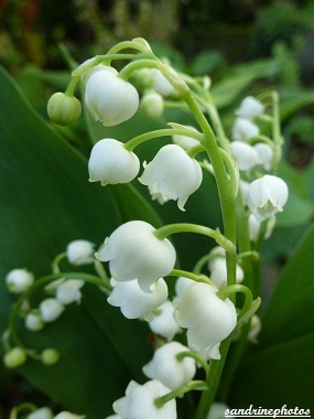 Brin de muguet porte-bonheur flore poitou-charentes