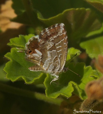 Brun des Pelargoniums, Cacyreus marshalli, Lycaenidae, Thècle sur Géranium, Papillon de jour, Mothes and Butterflies, Poitiers (5)