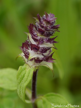 Brunelle commune, Prunella vulgaris, Fleurs sauvages violettes, Wild purple flowers, Jardin, Le Verger, Bouresse 86, Sud-Vienne, Biodiversité en région Nouvelle Aquitaine (10)