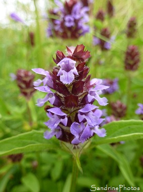 Brunelle commune, Prunella vulgaris, Fleurs sauvages violettes, Wild purple flowers, Jardin, Le Verger, Bouresse 86, Sud-Vienne, Biodiversité en région Nouvelle Aquitaine (16)