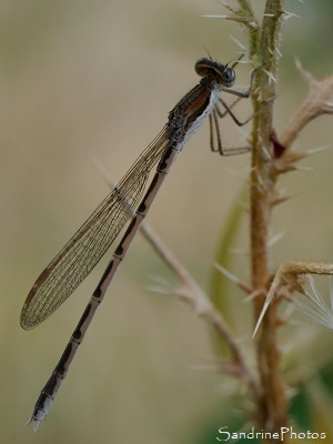 Brunette hivernale, Leste brun, Sympecma fusca, Lestidae, Libellules, Odonates, Le Verger, Bouresse, Biodiversité du Sud-Vienne (8)