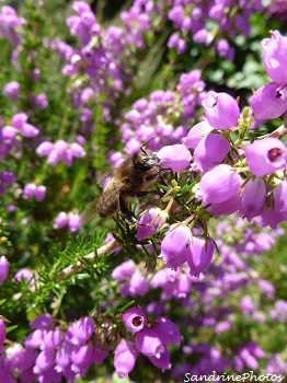 Bruyère cendrée Erica cinerea Sous-arbrisseau SandrinePhotos Esprit Nature PF