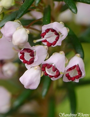 Bruyère vagabonde, Erica vagans, Fleurs sauvages de France, Balade autour du gîte de Condom, Gers, SandrinePhotos Esprit Nature (1)