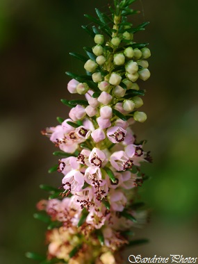 Bruyère vagabonde, Erica vagans, Fleurs sauvages de France, Balade autour du gîte de Condom, Gers, SandrinePhotos Esprit Nature (2)