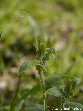 Bryone dioque, Bryonia dioica, Bouresse 86, Fleurs blanches et vertes, Le Verger, Biodiversité en Région Nouvelle Aquitaine (52)