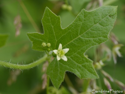 Bryone dioque, Bryonia dioica, Bouresse 86, Fleurs blanches et vertes, Le Verger, Biodiversité en Région Nouvelle Aquitaine (53)