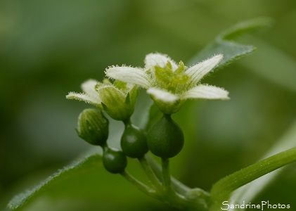 Bryone dioque, Bryonia dioica, Bouresse 86, Fleurs blanches et vertes, Le Verger, Biodiversité en Région Nouvelle Aquitaine 86