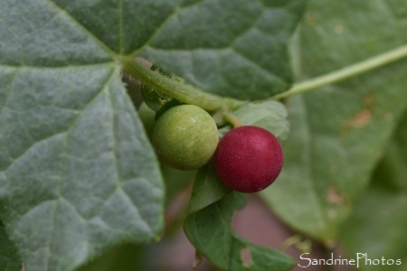 Bryone dioque, Bryonia dioica, fruits rouges, Flore sauvages de La Planchette, Queaux (24)