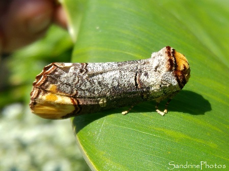 Bucéphale, Phalera bucephala, Papillon de nuit, Gîte de Roudouig, Pluguffan, Bretagne, Finistère