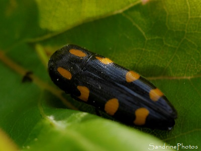 Bupreste à taches jaunes, Ptosima flavoguttata, Coléoptère noir à points jaune-orange, Refuge LPO Le Verger, Bouresse (3)