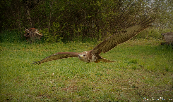 Buse variable, Buteo buteo, en rase motte au-dessus du Verger, Refuge LPO, rapaces, Bouresse, Sud Vienne (3)