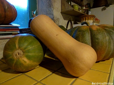 Butternut, Cucurbitacées, courges, citrouilles et potirons, Bouresse, Poitou-Charentes, 2013 (11)