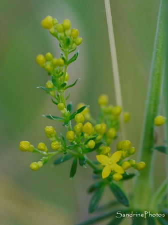 Fleurs sauvages jaunes-SandrinePhotos Esprit Nature