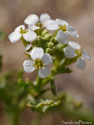 Cakilier, Coquillier maritime, Cakile maritima, Fleurs sauvages des côtes bretonnes, blanches, Piriac, sentier des douaniers