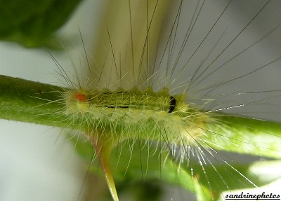 Calliteara pudibunda Chenille de la Pudibonde Papillon de nuit Bouresse Poitou-Charentes (2)