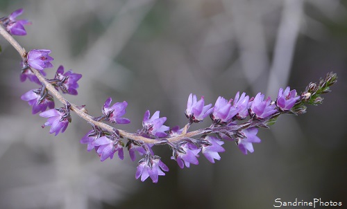 Callune fausse bruyère, Calluna vulgaris, Fleurs sauvages roses, Balade en forêt -Automne 2016-Poitou, Biodiversité en région Nouvelle-Aquitaine, SandrinePhotos Esprit Nature (16)