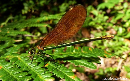 Caloptérix vierge femelle, Libellules, odonates, insectes, dragonflies, Bouresse, Poitou-Charentes